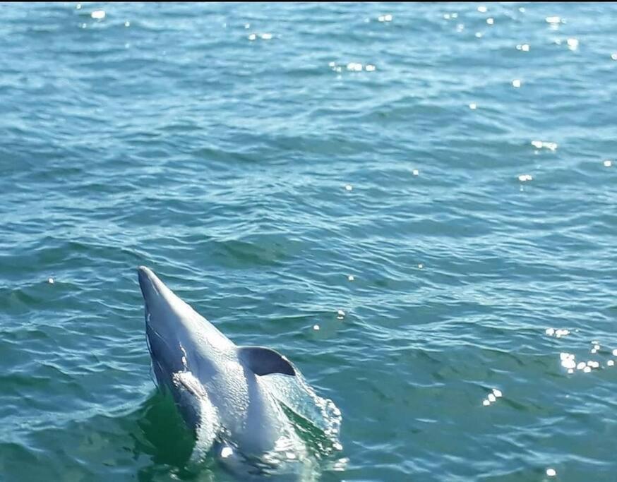 Entre Golfe Et Ocean Villa La Trinite-Surzur ภายนอก รูปภาพ